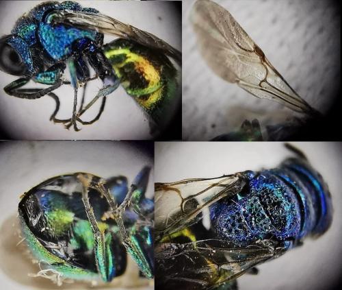 Pseudomalus auratus